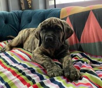 LENNOX FUERTE CANARIO