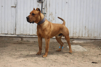 MURDOCK CHAJLLA PERRO DE PRESA