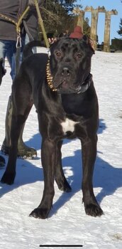 BOSS DIABLO TRANSYLVANIAN LEGACY CANARIO
