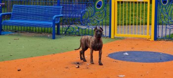 TARA PRESA GANG KENNEL