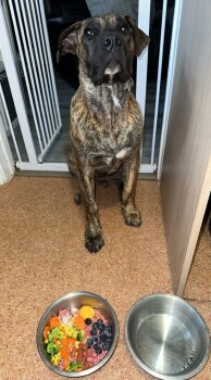 ZUES PRESA GANG KENNEL