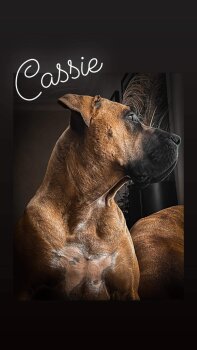 CASSIE DEL V'CANBULL