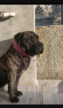 CADIZ DIAMOND PRESA BLOOD