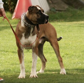 LUCAS DE KING ZULU
