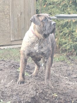 V-MILENA DOG PUR