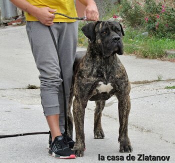 ADEJE DE NODA STAFFS