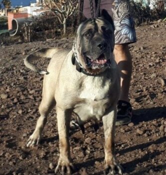 GRIFA DE LíNEA M