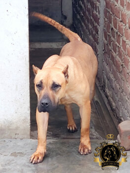 ATENEA DE TRUCAN BULLS