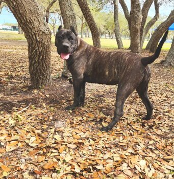 ATHENA DE THIRD COAST PRESA
