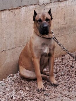 B'ARGUS SICILIA KENNEL