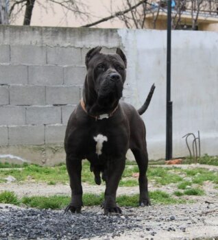SHINA SICILIA KENNEL