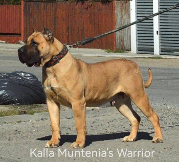 KALLA MUNTENIA’S WARRIOR