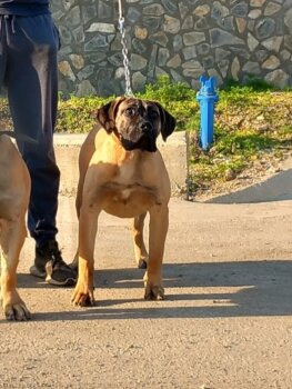 A-ZARA DARIA PRESA CANARIO