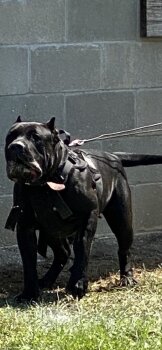 PITTMANS XENA DE PRESA
