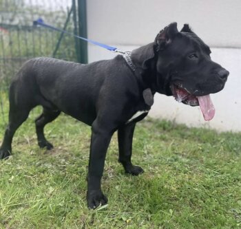 CHICO DE GORGO