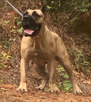 BARK K9S CLEOPATRA