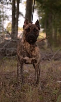 CARLA GUARDIAN DRAGO MILENRIO