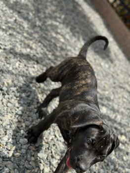 LUCY
