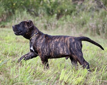 TRENZADO OF PROPER K9
