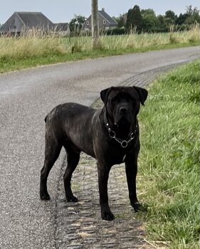 RHODIN PERRO DE POR VIDA