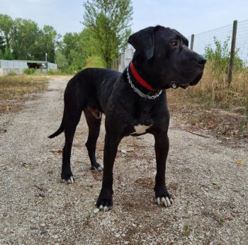 NILO DE REGANADOS KENNEL