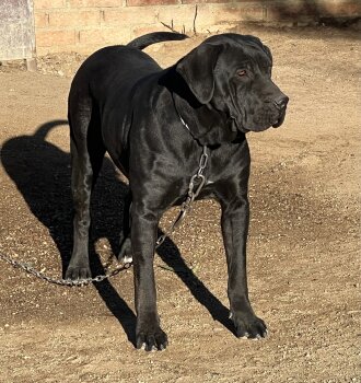 ODA DE KING ZULU