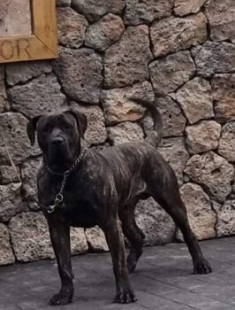 ZEUS DE SAMCOR