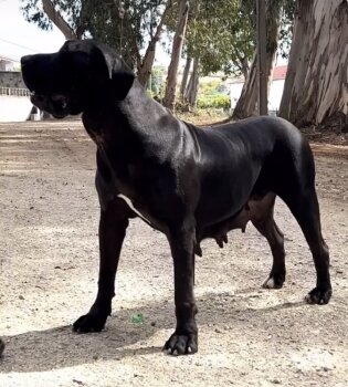 CANARIA DE ANCOR WARRIOR