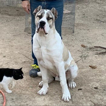 ROLLO DE PRESAS DEL GUAJIRO