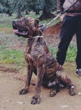CANARIO DE FRAN BG