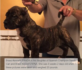 BRAVO KENNEL’S PRADA