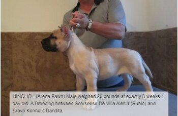 BRAVO KENNEL’S HINCHO