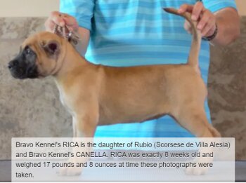 BRAVO KENNEL’S RICA