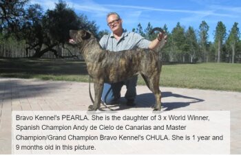 BRAVO KENNEL’S LA PERLA