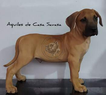 AQUILES DE CASA SAVASA