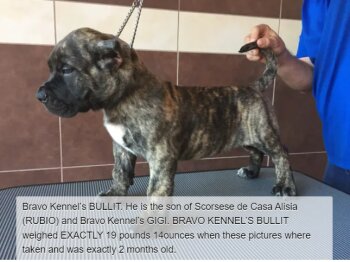 BRAVO KENNEL’S BULLIT
