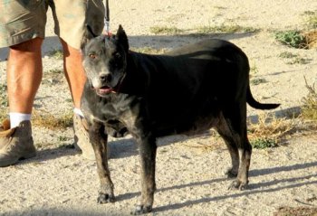 NINFA DE KING ZULU