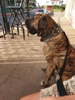 SAMIRA CANARIKENNEL