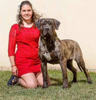 COVADONGA DE FENCING DOGS