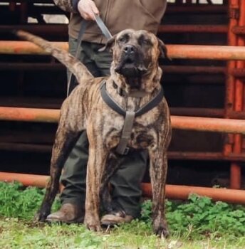 DIXIE DE AMERICANBULL