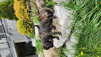 TENENET OF DOGFACE K9