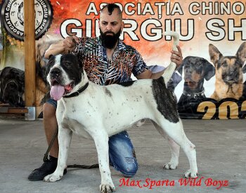 MAX SPARTA WILD BOYZ