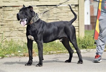 KING DOG PUR
