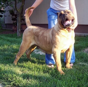 SHILA DE LA COIMBRA VON BADBULL