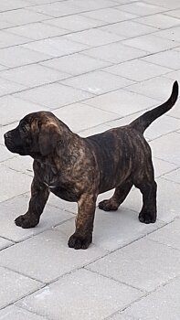 B-J'LO DARIA PRESA CANARIO