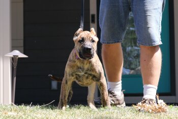 V'NALA DE CABEZA GRANDE