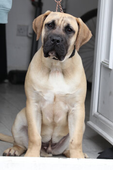 LEO DE V’CANBULL