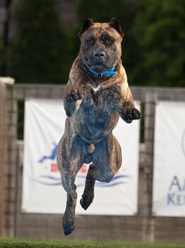 ALBAHRA OF PROPER K9