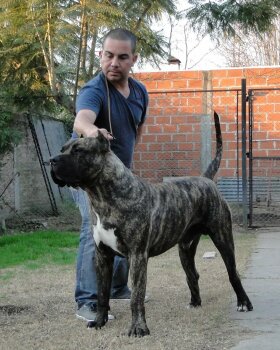 PEPO DE RANCHO BRAVO