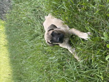 ONLY THE FAMILY KENNELS ANUBIS